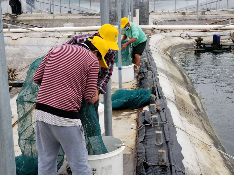 台山市丰泫农业科技有限公司员工在养殖现场忙碌着.jpg