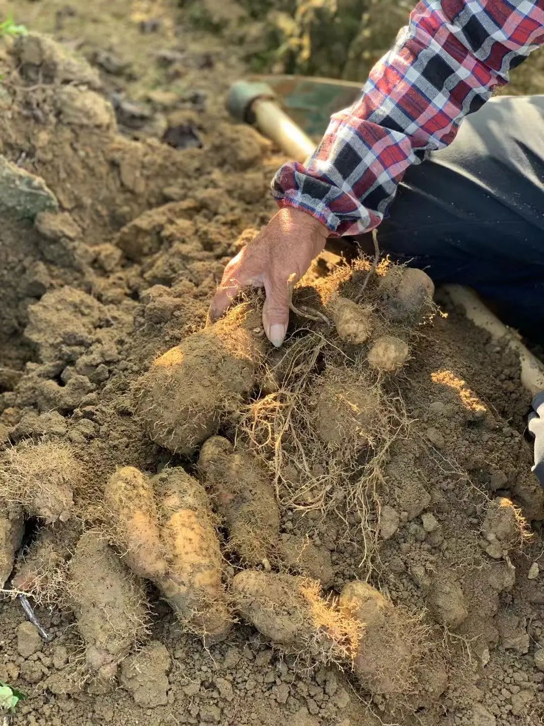 红薯高产种植技术_甘蔗艾草红薯种植服务网