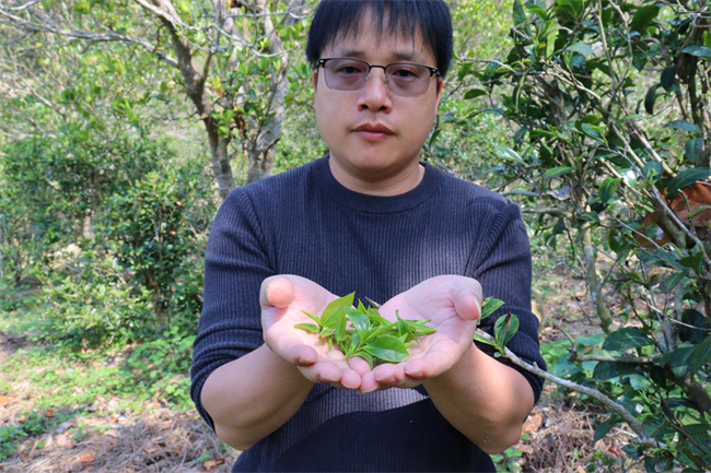 龙腾飞——台山白云茶制作技艺传承人.jpg