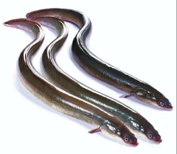 台山鳗鱼（图片选自《台山名优特产》）.jpg