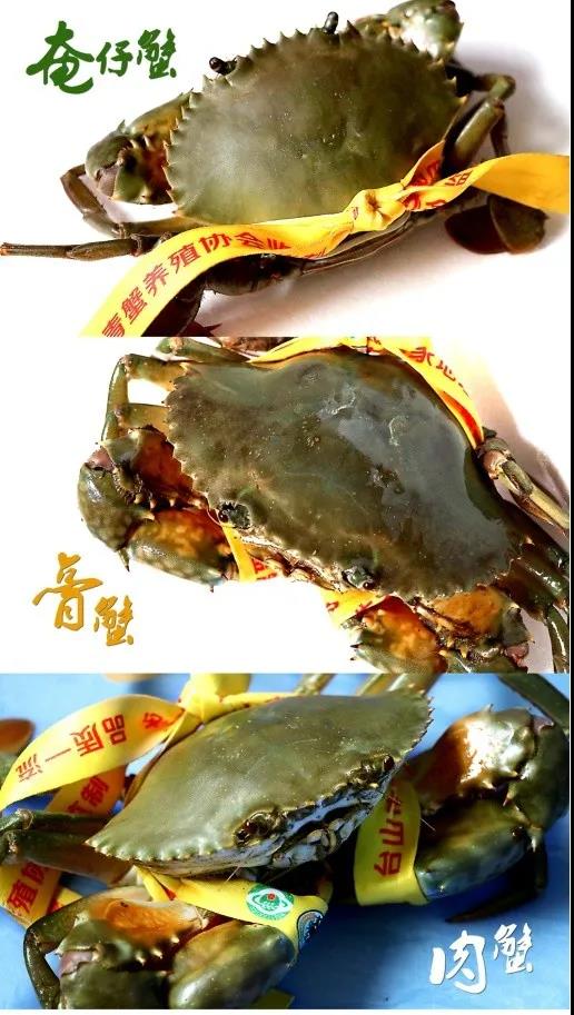 台山青蟹主要品种（图片选自《台山名优特产》）.jpg