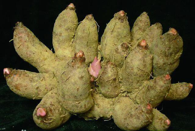 新鲜的台山鸡爪芋（图片选自《台山名优特产》）.jpg