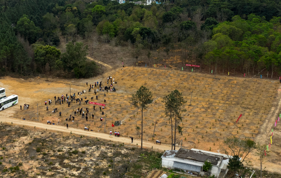 种植纪念林1.jpg