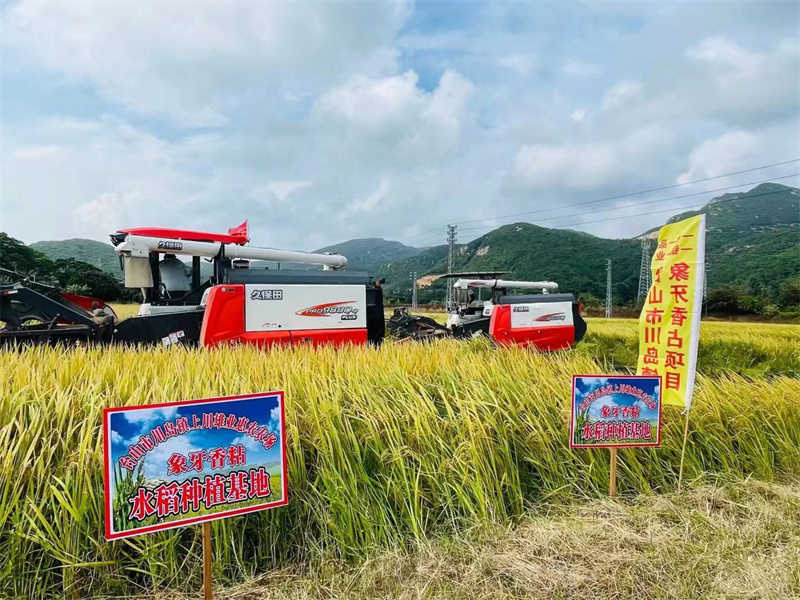 象牙香占水稻.jpg