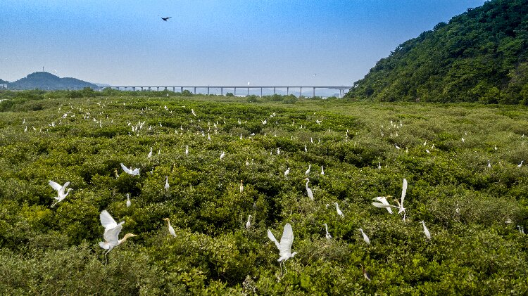 镇海湾红树林.jpg