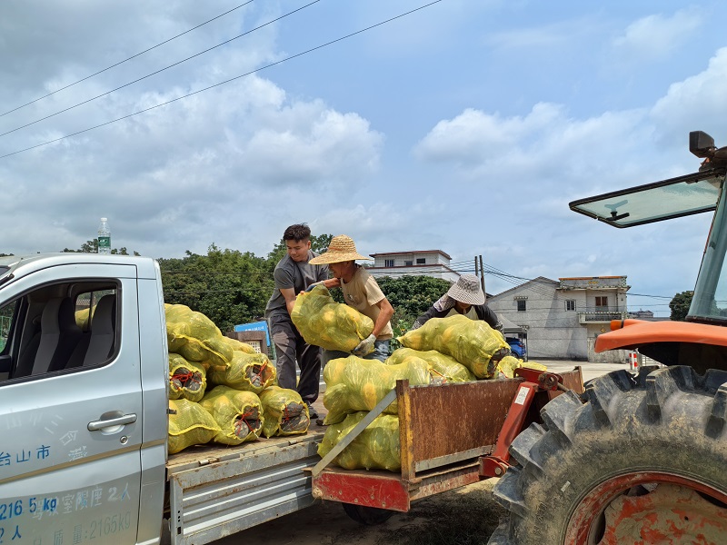 0422经济办全程跟进保障 助力温泉村香芋南瓜直达企业餐桌05.jpg